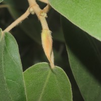 Ficus mollis Vahl